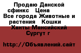  Продаю Данской сфинкс › Цена ­ 2 000 - Все города Животные и растения » Кошки   . Ханты-Мансийский,Сургут г.